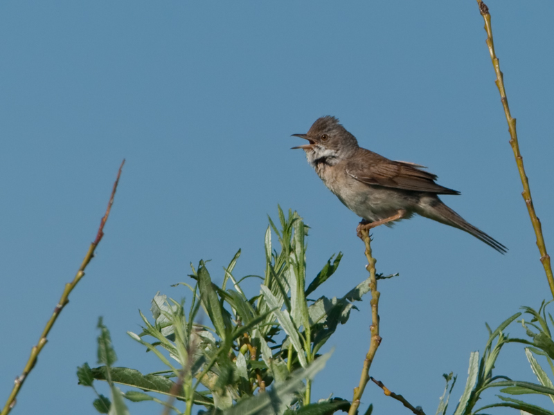 Sylvia communis Grasmus Common Whitethroat